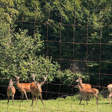 Farmhouse Lipoglav Loče pri Poljčanah Eksteriør billede